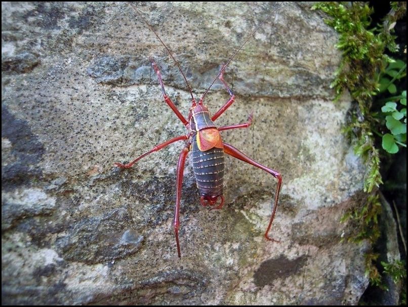 Barbitistes alpinus  (Phaneropteridae)